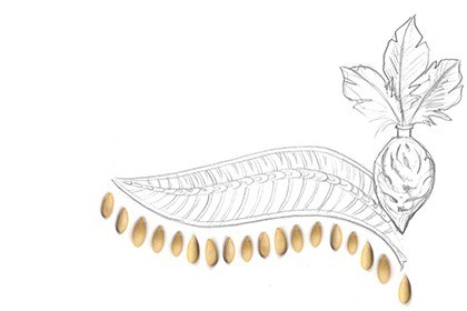 Fruit Jewellery Making Workshop (Taus Makhacheva in collaboration with Anel Ulumbekova, Adelina Uzyakova, Anastasiya Kim, Olga Kim, Tatevik Karapetian)